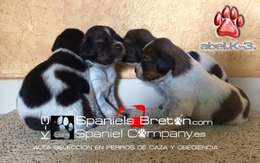 cachorros bretones K-3.Abel